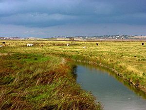 Elmley marshes