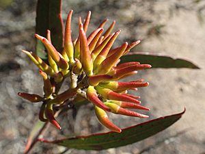 Eucalyptus redunca buds