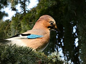 Eurasian Jay in Tree