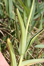 Fritillaria affinis 6611