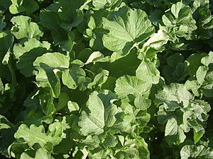 Gegeolmu leaves (Korean radish)