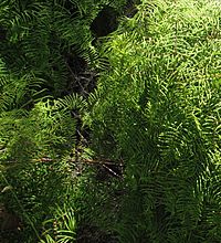 Gleichenia microphylla