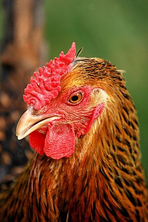 Golden-Laced Wyandotte hen