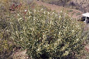 Goodenia chambersii.jpg