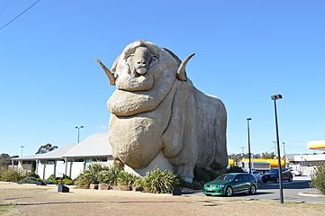 Goulburn Big Merino 006