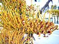 Grevillea robusta flowers 01