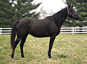 Halfarabianhalfquarterhorsemare