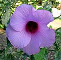 Hibiscus furcellatus (5112678927)