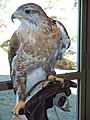 High Desert Museum (Hawk)