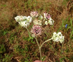 Hymenopappus artemisiifolius.jpg