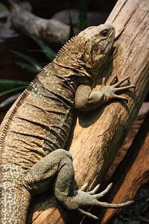 Jamaican iguana on tree.jpg