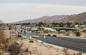 Central Joshua Tree