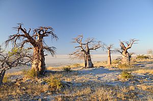 Makgadikgadi Pans