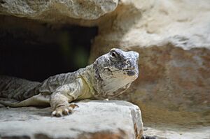 Leptiens Uromastyx