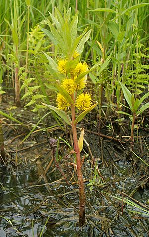 Lysimachia thyrsiflora kz.jpg