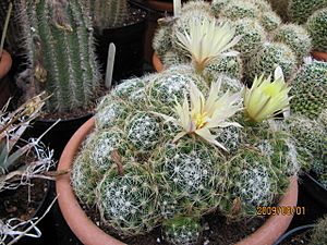 Mamillaria sphaerica (3779397028).jpg