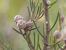 Melaleuca thapsina 03