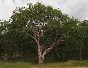 Melaleuca viridiflora.jpg