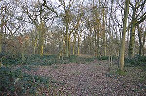 Moor Hall Meadows 2.JPG