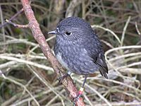 NZ North Island Robin-3