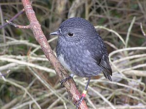 NZ North Island Robin-3