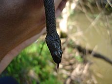 Natrix tessellata frombosnia