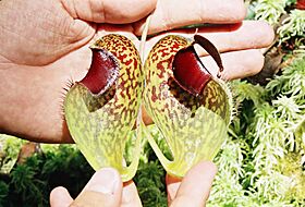 Nepenthes aristolochioides upper pitcher section