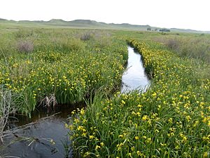 Niobrara headwaters