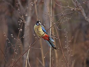 Northern Rosella ssp hilli