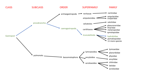 OLE BC family tree