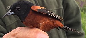 OrchardOriole