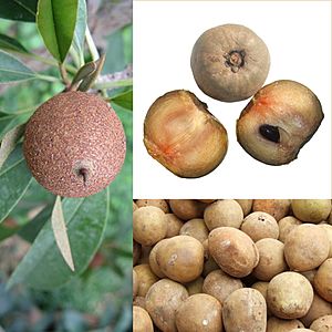 Owoce Sapodilla