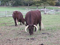 Pair of Milking Devons