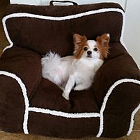 Papillonsitting