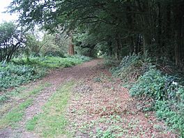 Peddars Way near Thompson.JPG