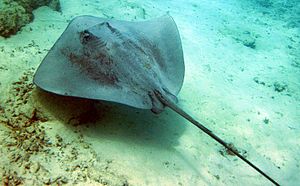 Pink whipray moorea2.jpg