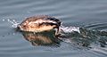 Podiceps nigricollis diving