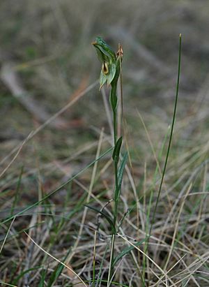 Pterostylis melagramma.jpg