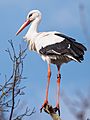 Ringed white stork.jpg