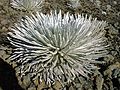 Silversword Haleakala