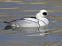 Smew RWD1