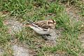 Snowbunting winter