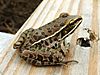 A brown frog with black spots and two white stripes along its side