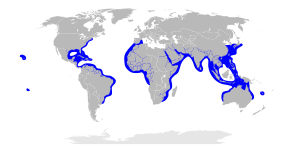 Sphyrna lewini distribution map.svg