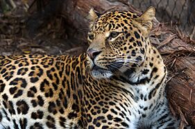 Spotted leopard