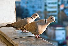 Streptopelia decaocto -balcony -two-8.jpg