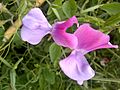 Sweet Pea-6