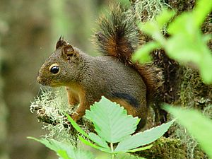 Tamiasciurus douglasii 000