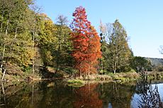 Taxodium distichum (Rendeux) JPG1