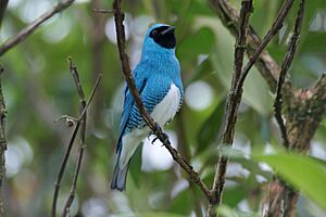 Tersina viridis -Parana, Brazil -male-8.jpg